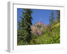 Washington State, Central Cascades, Fireweed and Red Mountain-Jamie & Judy Wild-Framed Photographic Print