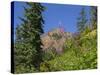 Washington State, Central Cascades, Fireweed and Red Mountain-Jamie & Judy Wild-Stretched Canvas