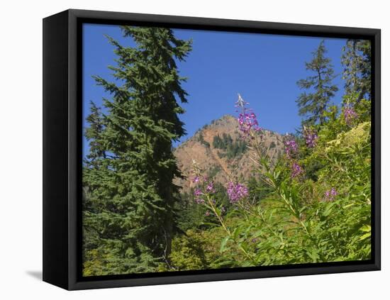 Washington State, Central Cascades, Fireweed and Red Mountain-Jamie & Judy Wild-Framed Stretched Canvas