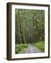 Washington State, Central Cascades, Forest Road 5620, Moss covered Red Alder forest-Jamie & Judy Wild-Framed Photographic Print