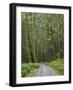 Washington State, Central Cascades, Forest Road 5620, Moss covered Red Alder forest-Jamie & Judy Wild-Framed Photographic Print