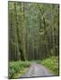 Washington State, Central Cascades, Forest Road 5620, Moss covered Red Alder forest-Jamie & Judy Wild-Mounted Photographic Print