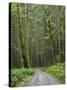 Washington State, Central Cascades, Forest Road 5620, Moss covered Red Alder forest-Jamie & Judy Wild-Stretched Canvas