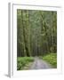 Washington State, Central Cascades, Forest Road 5620, Moss covered Red Alder forest-Jamie & Judy Wild-Framed Photographic Print