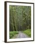 Washington State, Central Cascades, Forest Road 5620, Moss covered Red Alder forest-Jamie & Judy Wild-Framed Photographic Print