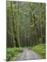 Washington State, Central Cascades, Forest Road 5620, Moss covered Red Alder forest-Jamie & Judy Wild-Mounted Photographic Print