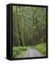 Washington State, Central Cascades, Forest Road 5620, Moss covered Red Alder forest-Jamie & Judy Wild-Framed Stretched Canvas