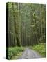 Washington State, Central Cascades, Forest Road 5620, Moss covered Red Alder forest-Jamie & Judy Wild-Stretched Canvas