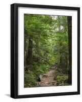Washington State, Central Cascades, Granite Mountain trail-Jamie & Judy Wild-Framed Photographic Print