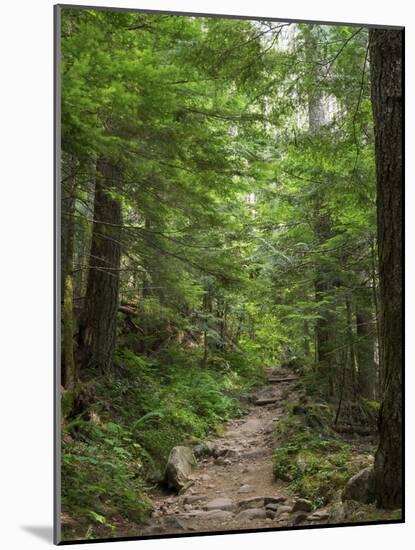 Washington State, Central Cascades, Granite Mountain trail-Jamie & Judy Wild-Mounted Photographic Print