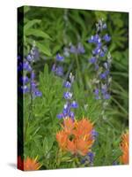 Washington State, Central Cascades, Hairy Paintbrush and Subalpine Lupine-Jamie & Judy Wild-Stretched Canvas