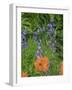 Washington State, Central Cascades, Hairy Paintbrush and Subalpine Lupine-Jamie & Judy Wild-Framed Photographic Print