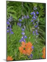 Washington State, Central Cascades, Hairy Paintbrush and Subalpine Lupine-Jamie & Judy Wild-Mounted Photographic Print