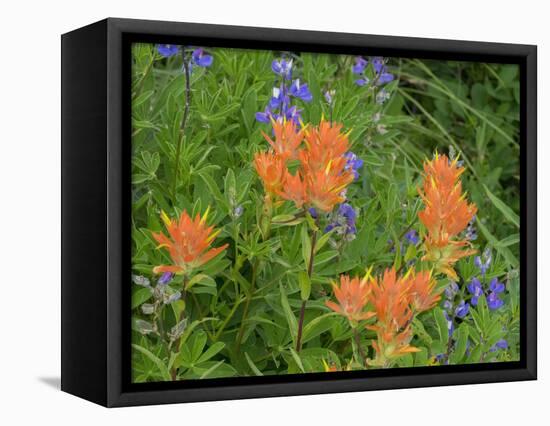 Washington State, Central Cascades, Hairy Paintbrush and Subalpine Lupine-Jamie & Judy Wild-Framed Stretched Canvas