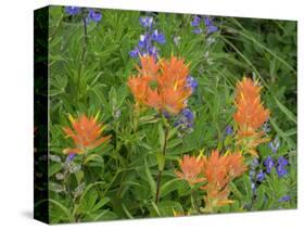 Washington State, Central Cascades, Hairy Paintbrush and Subalpine Lupine-Jamie & Judy Wild-Stretched Canvas