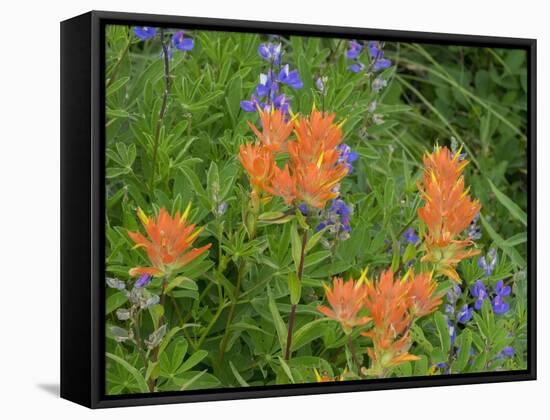 Washington State, Central Cascades, Hairy Paintbrush and Subalpine Lupine-Jamie & Judy Wild-Framed Stretched Canvas