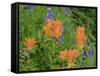Washington State, Central Cascades, Hairy Paintbrush and Subalpine Lupine-Jamie & Judy Wild-Framed Stretched Canvas