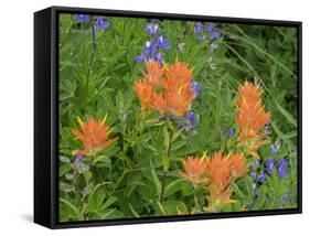 Washington State, Central Cascades, Hairy Paintbrush and Subalpine Lupine-Jamie & Judy Wild-Framed Stretched Canvas