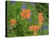 Washington State, Central Cascades, Hairy Paintbrush and Subalpine Lupine-Jamie & Judy Wild-Stretched Canvas