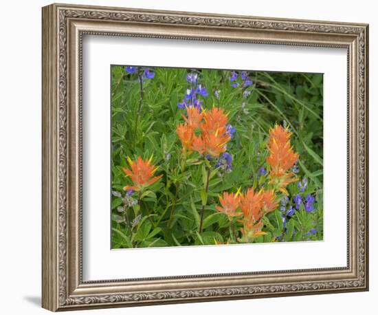 Washington State, Central Cascades, Hairy Paintbrush and Subalpine Lupine-Jamie & Judy Wild-Framed Photographic Print