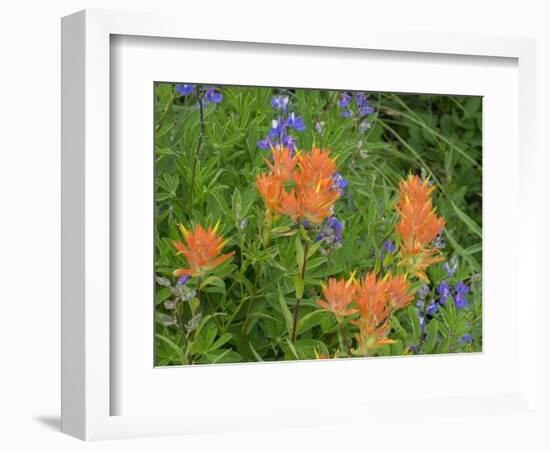 Washington State, Central Cascades, Hairy Paintbrush and Subalpine Lupine-Jamie & Judy Wild-Framed Photographic Print