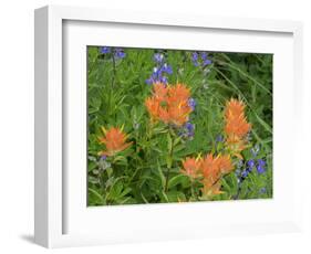 Washington State, Central Cascades, Hairy Paintbrush and Subalpine Lupine-Jamie & Judy Wild-Framed Photographic Print