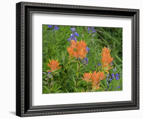 Washington State, Central Cascades, Hairy Paintbrush and Subalpine Lupine-Jamie & Judy Wild-Framed Photographic Print