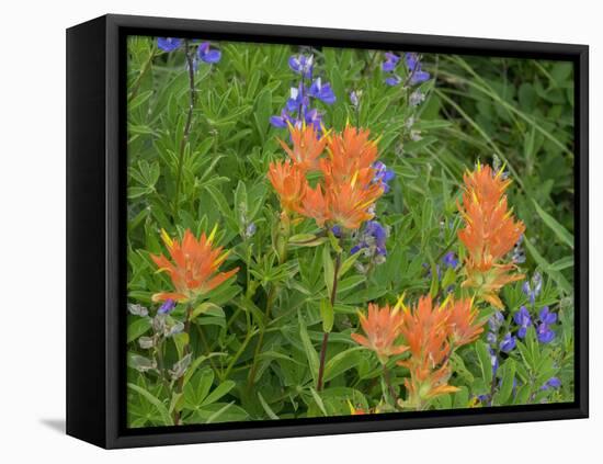 Washington State, Central Cascades, Hairy Paintbrush and Subalpine Lupine-Jamie & Judy Wild-Framed Stretched Canvas