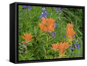 Washington State, Central Cascades, Hairy Paintbrush and Subalpine Lupine-Jamie & Judy Wild-Framed Stretched Canvas