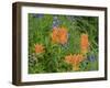 Washington State, Central Cascades, Hairy Paintbrush and Subalpine Lupine-Jamie & Judy Wild-Framed Photographic Print