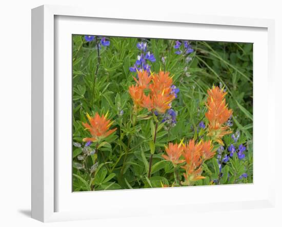 Washington State, Central Cascades, Hairy Paintbrush and Subalpine Lupine-Jamie & Judy Wild-Framed Photographic Print