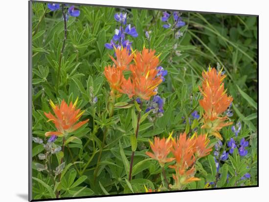 Washington State, Central Cascades, Hairy Paintbrush and Subalpine Lupine-Jamie & Judy Wild-Mounted Photographic Print