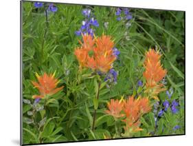 Washington State, Central Cascades, Hairy Paintbrush and Subalpine Lupine-Jamie & Judy Wild-Mounted Photographic Print