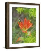 Washington State, Central Cascades, Magenta Paintbrush-Jamie & Judy Wild-Framed Photographic Print