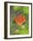 Washington State, Central Cascades, Magenta Paintbrush-Jamie & Judy Wild-Framed Photographic Print