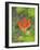 Washington State, Central Cascades, Magenta Paintbrush-Jamie & Judy Wild-Framed Photographic Print