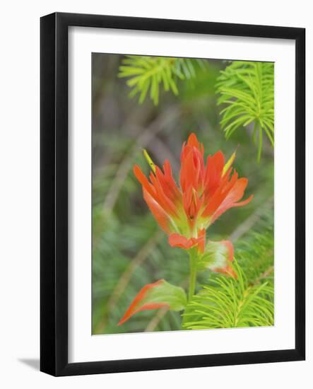 Washington State, Central Cascades, Magenta Paintbrush-Jamie & Judy Wild-Framed Photographic Print