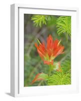 Washington State, Central Cascades, Magenta Paintbrush-Jamie & Judy Wild-Framed Photographic Print