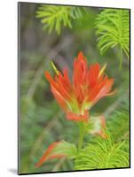 Washington State, Central Cascades, Magenta Paintbrush-Jamie & Judy Wild-Mounted Photographic Print