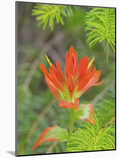 Washington State, Central Cascades, Magenta Paintbrush-Jamie & Judy Wild-Mounted Photographic Print