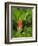 Washington State, Central Cascades, Magenta Paintbrush-Jamie & Judy Wild-Framed Photographic Print