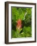 Washington State, Central Cascades, Magenta Paintbrush-Jamie & Judy Wild-Framed Photographic Print