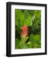 Washington State, Central Cascades, Magenta Paintbrush-Jamie & Judy Wild-Framed Photographic Print