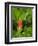 Washington State, Central Cascades, Magenta Paintbrush-Jamie & Judy Wild-Framed Photographic Print