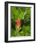 Washington State, Central Cascades, Magenta Paintbrush-Jamie & Judy Wild-Framed Photographic Print