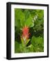 Washington State, Central Cascades, Magenta Paintbrush-Jamie & Judy Wild-Framed Photographic Print