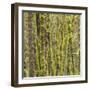 Washington State, Central Cascades, Moss covered Red Alder forest-Jamie & Judy Wild-Framed Photographic Print