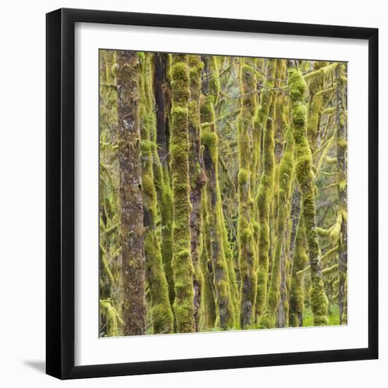 Washington State, Central Cascades, Moss covered Red Alder forest-Jamie & Judy Wild-Framed Photographic Print