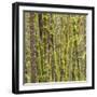 Washington State, Central Cascades, Moss covered Red Alder forest-Jamie & Judy Wild-Framed Photographic Print