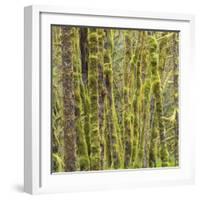 Washington State, Central Cascades, Moss covered Red Alder forest-Jamie & Judy Wild-Framed Photographic Print